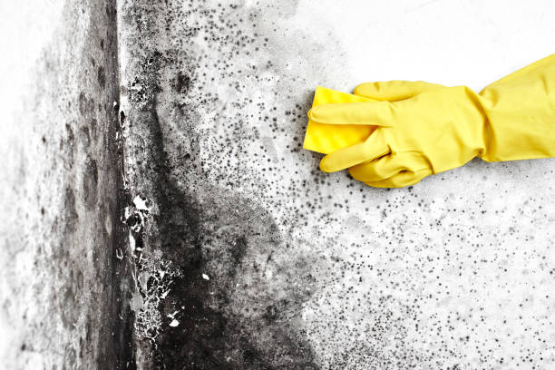 Mold Removal and Inspection in Howland Center, OH